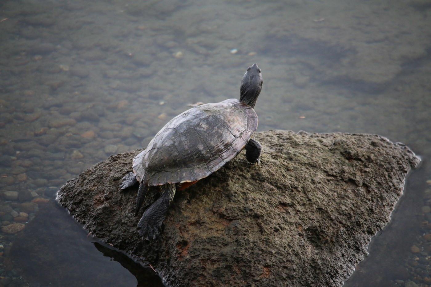 Leschi Park — Washington Trails Association